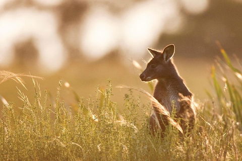Blue Mountains Day Tour With Wildlife At Sunset From Sydney - Accommodation Perth 2
