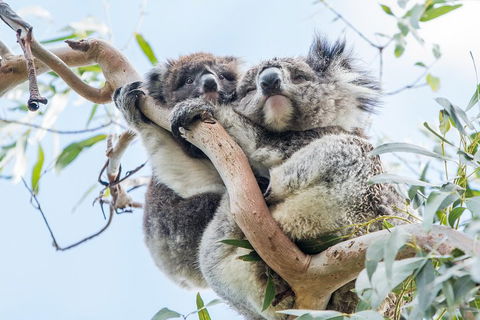 Great Ocean Road And 12 Apostles Day Trip From Melbourne - Accommodation Perth 1
