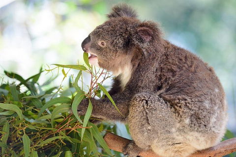 Blue Mountains Private Tour With Kangaroos & Koala Encounter - Accommodation Perth 0