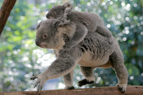 Lone Pine Koala Sanctuary Admission With Brisbane River Cruise - Accommodation Perth 0
