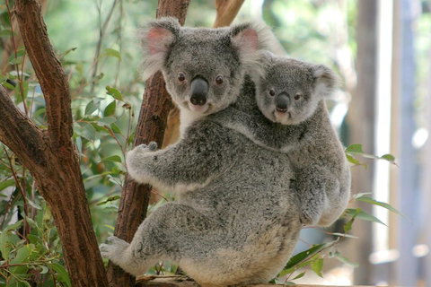 Lone Pine Koala Sanctuary Admission With Brisbane River Cruise - Accommodation Perth 3