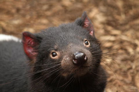 Day Tour In Mt. Field, Mt. Wellington, Bonorong Wildlife Sanctuary And Richmond - Accommodation Perth 4