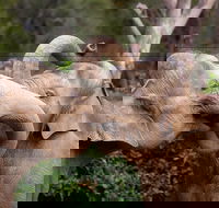 Melbourne Zoo General Entry Ticket - Accommodation Perth