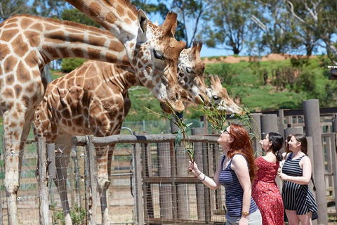 Slumber Safari At Werribee Open Range Zoo - Accommodation Perth 3