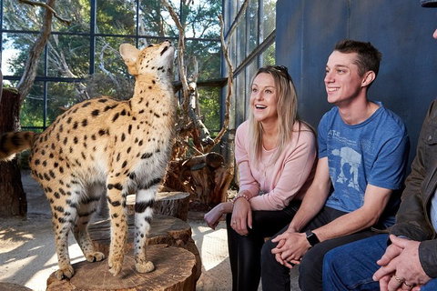 African Cat Encounter At Werribee Open Range Zoo - Accommodation Perth 0