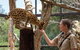 African Cat Encounter At Werribee Open Range Zoo - thumb 2