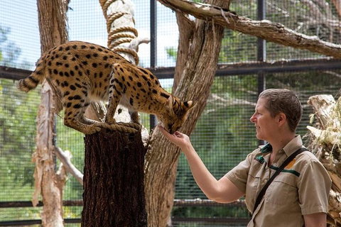 African Cat Encounter At Werribee Open Range Zoo - Accommodation Perth 2