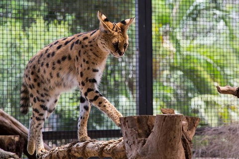African Cat Encounter At Werribee Open Range Zoo - Accommodation Perth 3