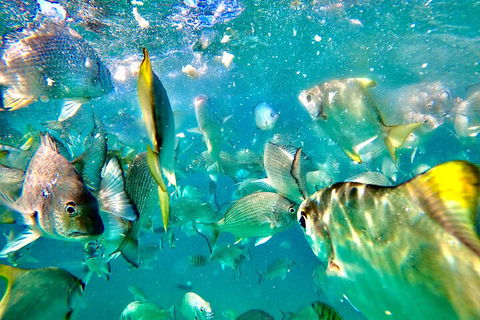 Moreton Island Day Trip (Kayak, Snorkel & Sandboard) Frm Brisbane Or Gold Coast - Accommodation Perth 1