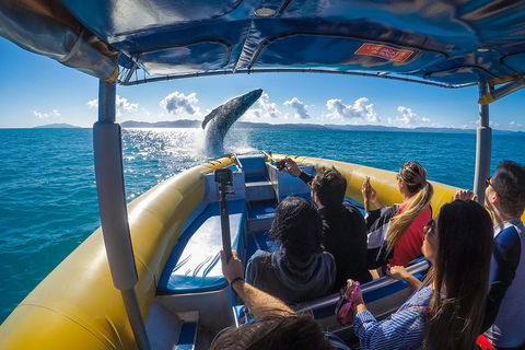 Ocean Rafting Tour To Whitehaven Beach, Hill Inlet Lookout & Top Snorkel Spots - Accommodation Perth 4