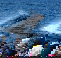 Tangalooma Island Resort Whale Watching Day Cruise - Accommodation Perth