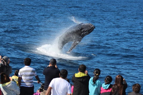 Tangalooma Island Resort Whale Watching Day Cruise - Accommodation Perth 0