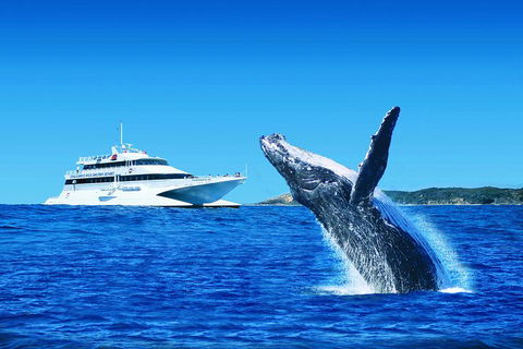 Tangalooma Island Resort Whale Watching Day Cruise With Dolphin Viewing - Accommodation Perth 2
