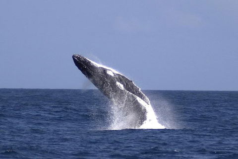 Tangalooma Island Resort Whale Watching Day Cruise With Dolphin Viewing - Accommodation Perth 4