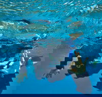 3 Day Whitsundays Sailing and Diving Adventure Kiana - Accommodation Perth