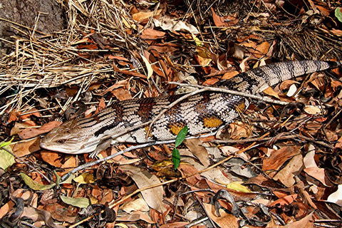 Hartley's Crocodile Adventures General Entry Ticket - Accommodation Perth 5
