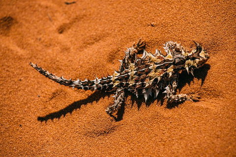 4-Day Coastal Loop Via Monkey Mia Wild Dolphins Kalbarri Pinnacles Perth Return - Accommodation Perth 5