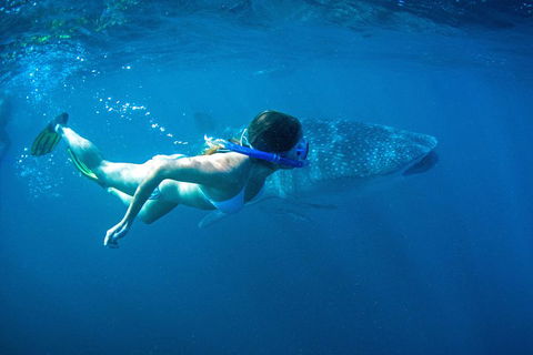 6-Day Coral Coaster From Perth To Exmouth One-Way Via Monkey Mia Ningaloo Reef - Accommodation Perth 3