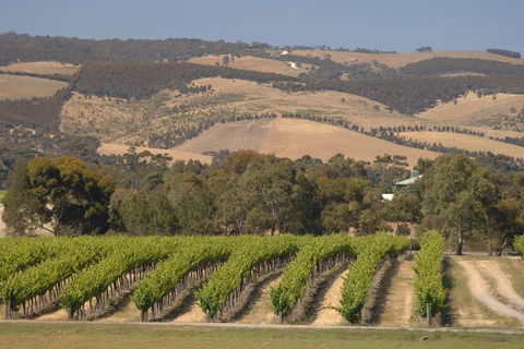 McLaren Vale And Glenelg Wine Tasting And Sightseeing (Half-day Afternoon) - Accommodation Perth 2