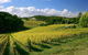 McLaren Vale And Glenelg Wine Tasting And Sightseeing (Half-day Afternoon) - thumb 4