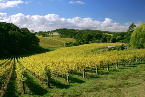 McLaren Vale And Glenelg Wine Tasting And Sightseeing (Half-day Afternoon) - Accommodation Perth 4