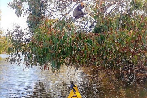 Kangaroo Island Self-Guided Kayaking On The Harriet River - Accommodation Perth 4