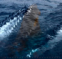 Phillip Island Whale Watching Tour - Perth Resorts