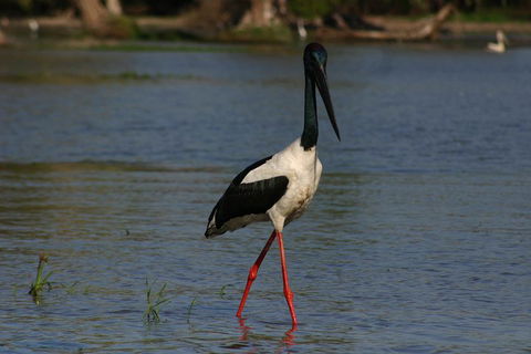Litchfield And Jumping Crocodiles Full Day Trip From Darwin - Accommodation Perth 1