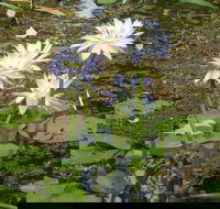 Yellow Water Cruise - Kakadu - Accommodation Perth