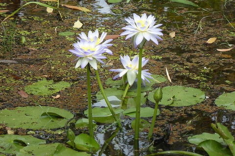 Yellow Water Cruise - Kakadu - Accommodation Perth 0
