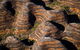 Bungle Bungle Scenic Flights, Domes & Cathedral Gorge Walk - thumb 4
