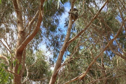 Kangaroo Island 4WD Tour - Best Of KI In 2 Days - Accommodation Perth 0