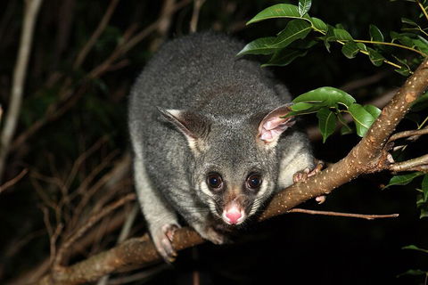 Small-Group Kangaroo Island 4WD Night Tour - Accommodation Perth 5