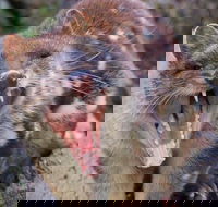 After Dark Tasmanian Devil Feeding Tour at Cradle Mountain - Accommodation Perth