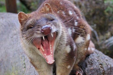 After Dark Tasmanian Devil Feeding Tour At Cradle Mountain - Accommodation Perth 0