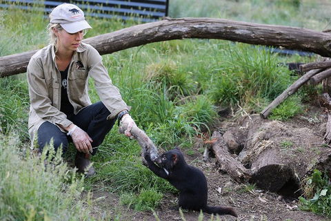 After Dark Tasmanian Devil Feeding Tour At Cradle Mountain - Accommodation Perth 1