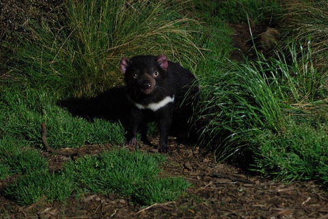 After Dark Tasmanian Devil Feeding Tour At Cradle Mountain - Accommodation Perth 4