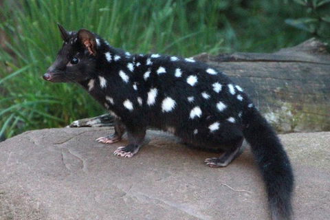 After Dark Tasmanian Devil Feeding Tour At Cradle Mountain - Accommodation Perth 5