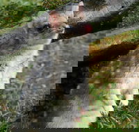 1-Hour Tasmanian Devil Feeding Day Tour at Cradle Mountain - Accommodation Perth