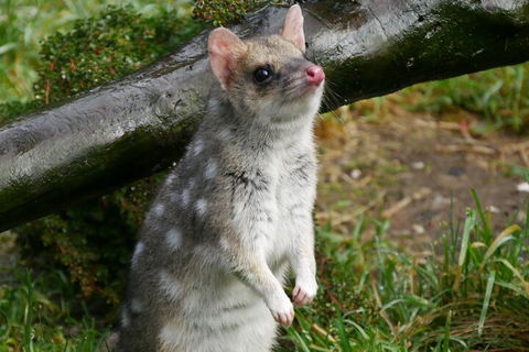 1-Hour Tasmanian Devil Feeding Day Tour At Cradle Mountain - Accommodation Perth 0