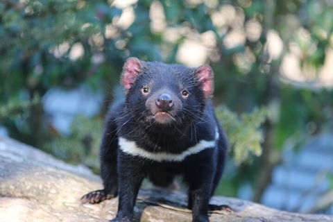 1-Hour Tasmanian Devil Feeding Day Tour At Cradle Mountain - Accommodation Perth 1
