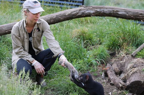 1-Hour Tasmanian Devil Feeding Day Tour At Cradle Mountain - Accommodation Perth 2