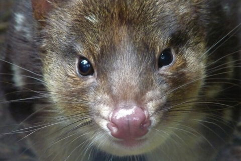 1-Hour Tasmanian Devil Feeding Day Tour At Cradle Mountain - Accommodation Perth 3