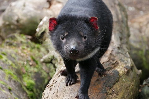 1-Hour Tasmanian Devil Feeding Day Tour At Cradle Mountain - Accommodation Perth 4