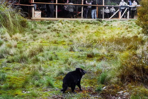 1-Hour Tasmanian Devil Feeding Day Tour At Cradle Mountain - Accommodation Perth 5