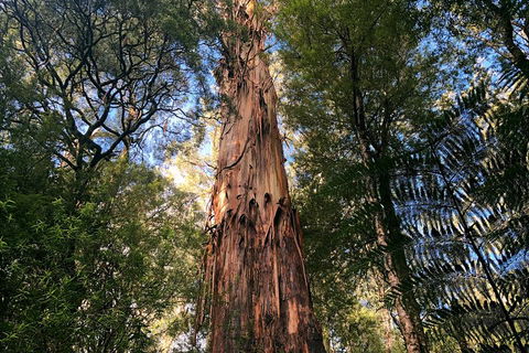 Ultimate Reverse Direction - 12 Apostles, Great Ocean Road - Small Group Tour - Accommodation Perth 2