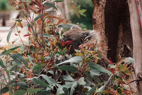 Yanchep & Lancelin - Wildlife, Cave And Sands - Accommodation Perth 1
