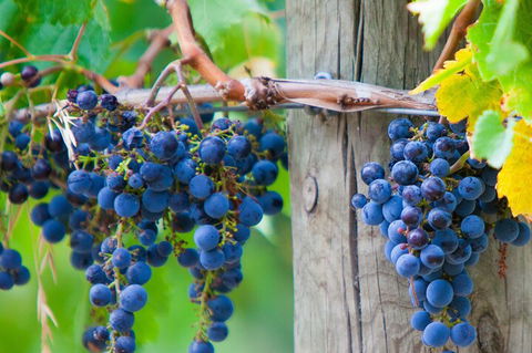 Yarra Valley, Dandenong Ranges Inc. Lunch With Wine,plus Morning Tea,chocolate - Accommodation Perth 0