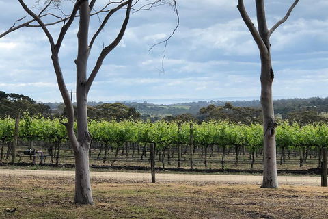 Yarra Valley Wine Tour Inc Lunch With A Glass Of Wine, Tastings And Chocolate - Accommodation Perth 3