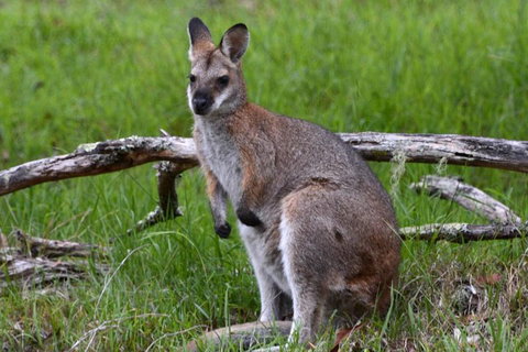 Ultimate Blue Mountains And Wildlife Tour - Accommodation Perth 0